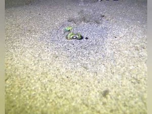 'Goodnight Cutie': Adorable Bobtail Squid Buries Itself Under the Sand