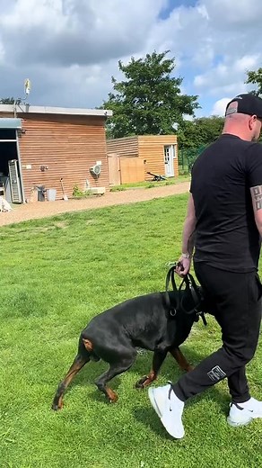 Clear Commands #dogs #DogTraining | Lena Whitehead