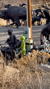 It’s a @joerogan experience: ✅ Alien with an AR ✅ Mule deer ✅ Elk including a big bull | Good Bull Outdoors
