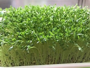 HOW TO GROW LENTIL MICROGREENS ON A SOIL-LESS TRAY