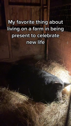 Celebrating New Life on the Farm: Pig Birth and Farrowing Process