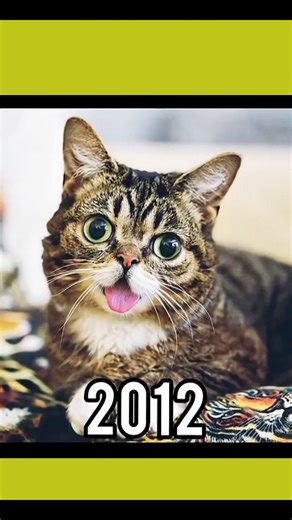 The Evolution of Your Favorite Cat Memes #meme #catmemes #throwback