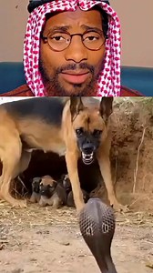 11K views · 74 reactions | Dog  and Snake  #reelsviral #africanfarming #germanysociety #goatfarming #organicfarming #farminglifestyle #rurallife #football #fishfarming #germany | Abubakar Isah | Facebook