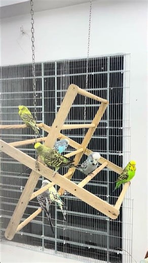 Budgie Gym Time — mastering the swing like pros! 💪🐥 #Birdlee