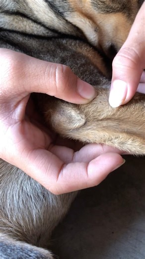My Dog Was So Itchy… I Found This #dogcare #petcare #dog #cutedog