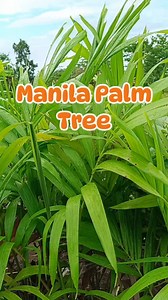 1.3K views | Manila Palm Tree Available at Mathea's Garden #palmtrees #manilapalm | Mathea's Garden: Plant & Tree Nursery | Facebook