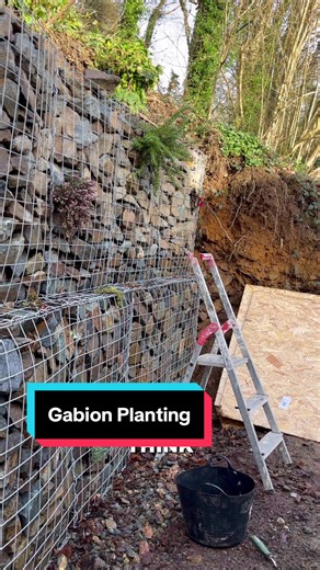 Gabion Wall Planting Ideas for Stunning Gardens