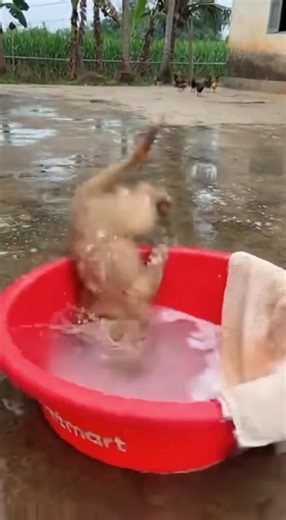 A Clean Sweep! 🧼🐶#shorts#GoldenRetriever#PuppyFail