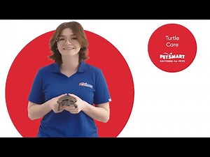 Ultimate Guide to Aquatic Turtle Care: Health and Happiness Tips