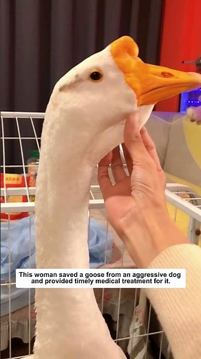 A Brave Woman Rescues a Goose from an Aggressive Dog.
