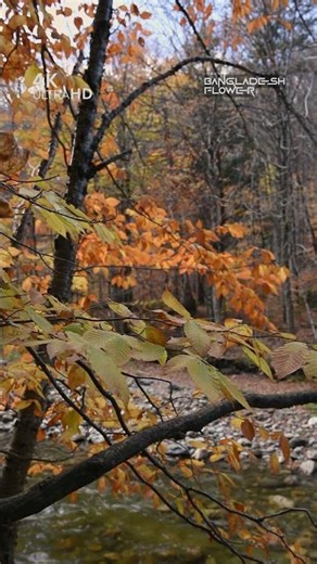 Jungle & Forest Trees | Untouched Wilderness Video #naturevideo #4knature #sunsetview
