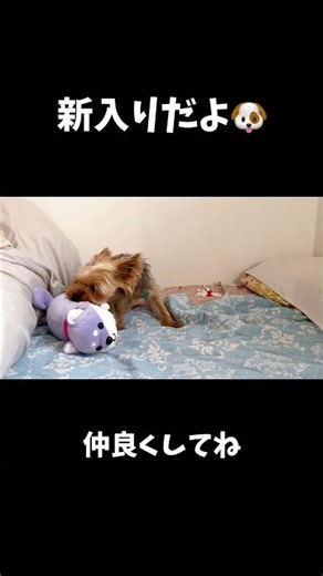 新入り登場🐶#ヨーキー #ヨークシャーテリア #可愛い #元気になる動画 #yorkie #yorkshireterrier #癒し #犬のいる生活 #doglife #shorts