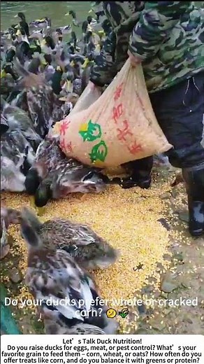Feeding Ducks with Corn – A Simple, Nutritious Treat! 🦆🌽