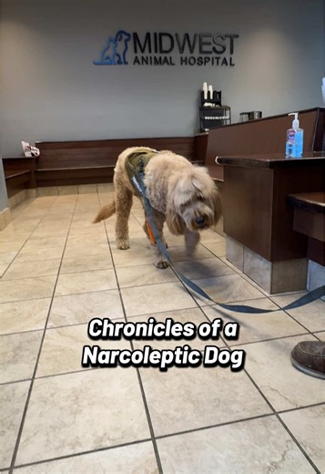 Chronicles of a Narcoleptic Dog: Toast's Emergency Vet Visit