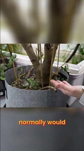Jade Bonsai Tree STOP Root Rot! Save Your Plant NOW!