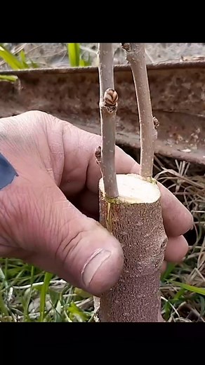 53K views · 190 reactions | A simple method to Graft your Tree. | Agri-offre | Facebook