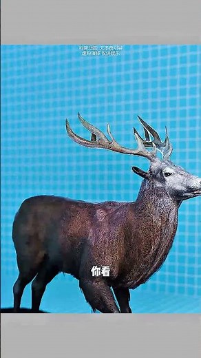 How Much Blood Does a Tick Need to Suck Before It Explodes? 🩸💥 | Shocking Nature Facts @zackdfilms