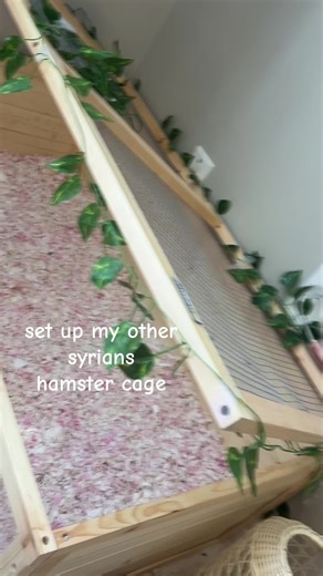Hamster Cage Setup for Syrian Hamsters