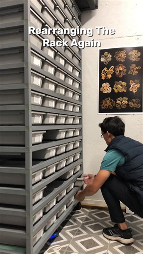 Is This Video Boring? #snake #ballpythonbreeder #snakevideos #reptile #python