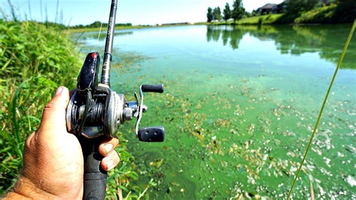 Bank fishing thick grass with frogs produces big bass