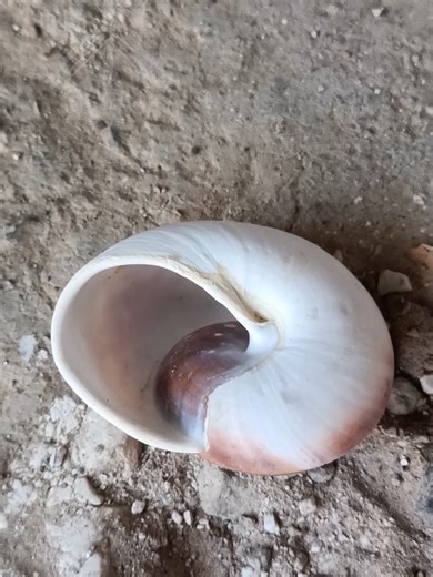 Aluminum Snail Shell Unique Casting With Sand Casting Techniques #shorts #viralvideo #shortvideo