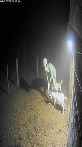 "Watch this intense and unbelievable moment! 👽 An alien suddenly attacks a goat on the farm, but the brave pet dog jumps in to rescue it! Who will survive this epic encounter? Realistic, thrilling, and a must-see action-packed clip for animal lovers and sci-fi fans alike! 🐐🐶💥" #AlienAttack #PetDogHero #GoatRescue #EpicFarmBattle #RealisticAlien #MustWatchVideo #AnimalRescue #ThrillingMoment | Grumbo