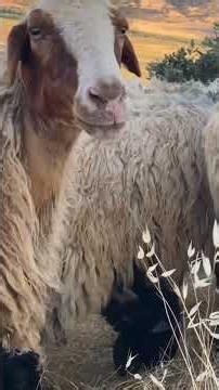 The Power of Unity – Thousands of Sheep Together! #satisfying #wildlife #trending