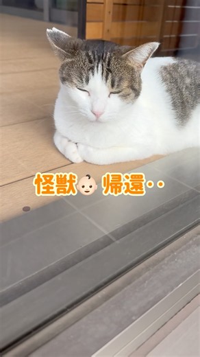 これぞ猫w
