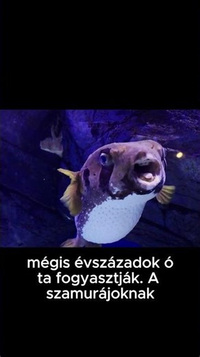 A hal, ami megölhet – mégis nemzeti étel lett #shorts