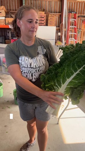 1.4K views · 32 reactions | Will it fit?! Look at the size of that Swiss chard. Tara packs the CSA farm box with certified organic goodness. Get on our farm produce. Serving metro-Toledo area. | Shared Legacy Farms | Facebook