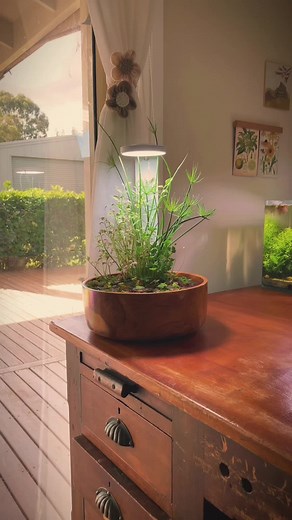 Creating a Mini Indoor Pond for Your Home Office