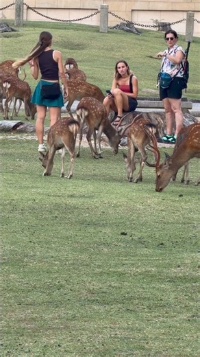 奈良公園で出会った可愛い鹿たち！🦌✨ 観光客と鹿の癒やされる瞬間 🦌❤️