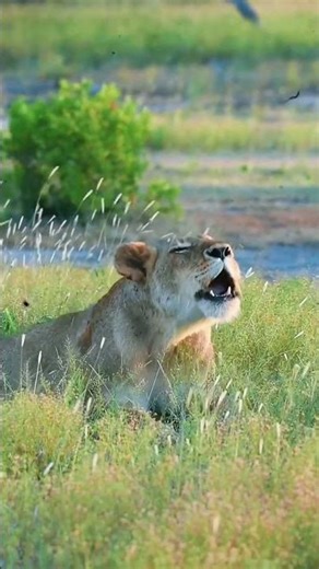 Your Body’s Reaction to a Lion’s Roar 🤯 #biology #lionking