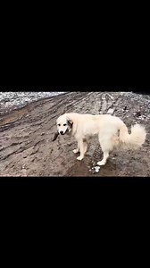 #willsurvives #woodworking #cabin #survival #bushcraft | Will Survives