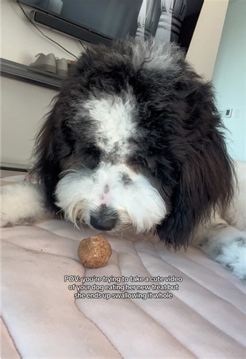 My heart dropped #dogsoftiktok #dogtok #petsoftiktok #funnydog #dogtreats