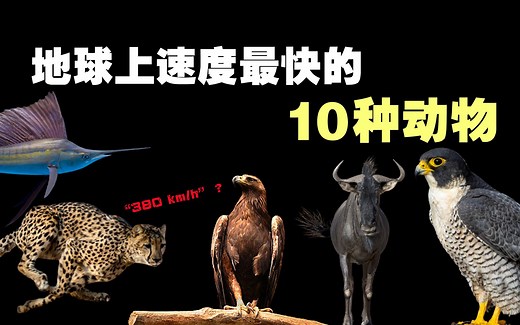 世界上速度最快的10种动物，野生动物的极限速度远超我们的认知！
