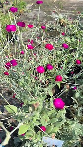 🌿 Lychnis (Lychnis coronaria / Lychnis chalcedonica) Muy usada en jardines rústicos y de bajo mantenimiento. • Resiste sequía una vez establecida • Tolera suelos pobres y poco abonados • Aguanta calor y frío • Se adapta bien al clima de Chile • Se auto-siembra con facilidad • No exige riego constante 🌸 Características: • Flores fucsias, rosadas o rojas intensas • Follaje gris plateado (especialmente Lychnis coronaria) • Florece primavera–verano • Atrae abejas y mariposas 🌱 Cuidados mínimos: •
