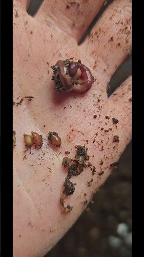 What Does the Different Color Worm Eggs Mean?