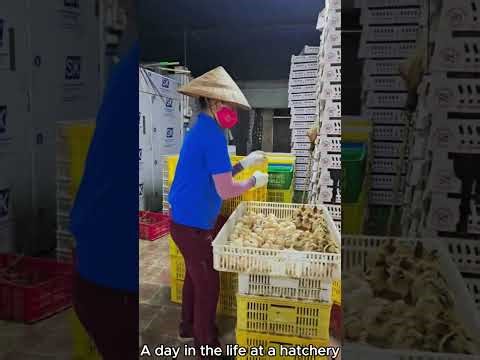 Inside a Hatchery: From Eggs to Healthy Chicks