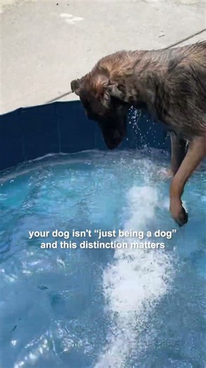 Your dog isn't “just being a dog”… and this distinction matters