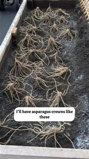 Who’s ready to plant an asparagus bed? I’ll have asparagus crowns (bare root plants) available soon for 2026 preorders, with early spring pick-up and shipping, which is the best time to plant them. If you’re interested, let me know so I can make sure I have enough. There are 20 crowns planted in my 4’x10’ bed (2 sq ft per crown), which is recommended spacing, or you can plant a row with crowns spaced 1-1.5 feet apart. The sooner you start, the sooner you’ll be harvesting! 🙌 So do let me know if