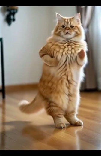 This Cat Has AMAZING Dance Talent! 🐱🔥 You Won’t Believe These Moves!