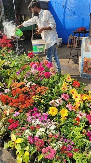Plant nursery puri ବଡ଼ଶଙ୍ଖ #flowerplants #nature