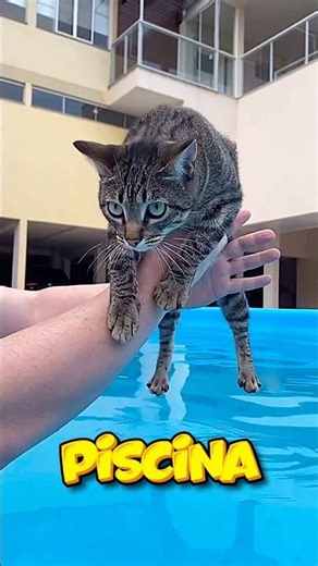 These kittens are so hot and want to go to the pool! Which one do you choose? 😍