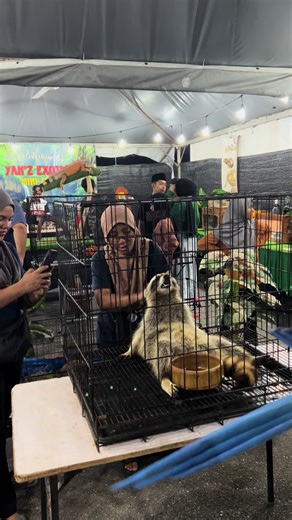 Yan’z Exotic Mini Zoo on TikTok