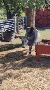 zebu cow is close by eating hay at lunchtime toronto canada mar 2026