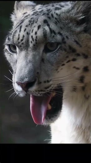 snow leopard sighting #snowleopard #shortsfeed