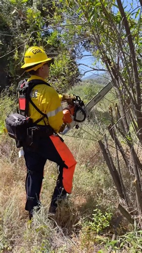 Wildland Chainsaw Training🧑‍🚒🔥 Corona Fire conducted chainsaw refresher training to ensure our members can operate safely and efficiently during the approaching fire season. | Corona Fire Department
