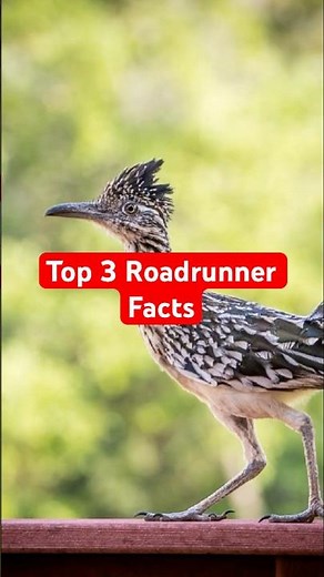 Roadrunners are incredible! #animals #animalfacts #roadrunners