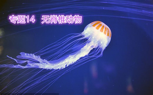 中考生物一轮复习-14无脊椎动物